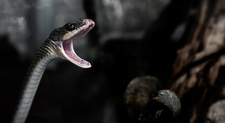 Korku dolu anlar! Sokak ortasındaki yılan görenlere panik yaşattı - dunya