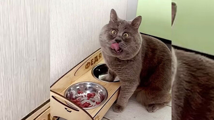 Şaşı kedi sosyal medyanın yıldızı oldu - yasam