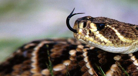 Yılanın öldürdüğü kardeşinin cenazesine katılan ablanın feci sonu... Törene katılanlar dondu kaldı - dunya