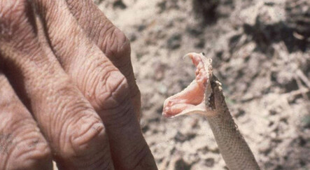 Yılanın soktuğu kadın hastanelik oldu - dunya