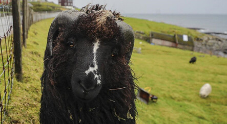 İnsandan fazla koyunlar var: Faroe Adaları doğasıyla ilgi uyandırdı - dunya