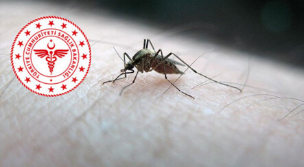 Sağlık Bakanlığı'ndan sivrisinekten korunma rehberi! Başvurular patladı Batı Nil virüsü taşıyor! - dunya