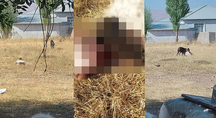Sokak köpeği dehşeti! Bu kez küçükbaş hayvanları telef ettiler - gundem
