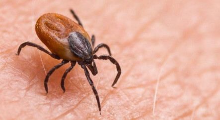 Türkiye'de görüldü! İnsanları enfekte eden kene kaynaklı bakteri türü tespit edildi - dunya