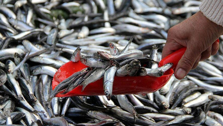 Haftada bir balık yiyenlerde hafıza kaybı daha az görülüyor - saglik