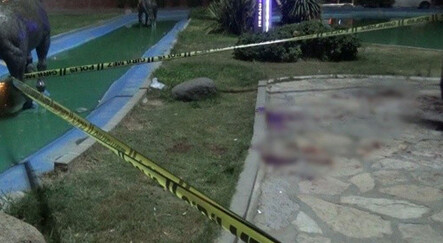 İzmir’de köpek kavgası: Cam şişe ile boğaz kesildi - dunya