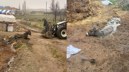 Bataklığa saplanan eşeğin yardımına vatandaşlar koştu - Yaşam