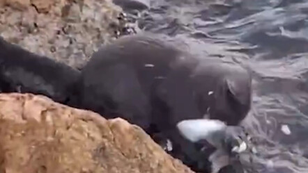 Avcı kedi iş başında! Denizden balığı tek hamlede yakaladı - Gündem