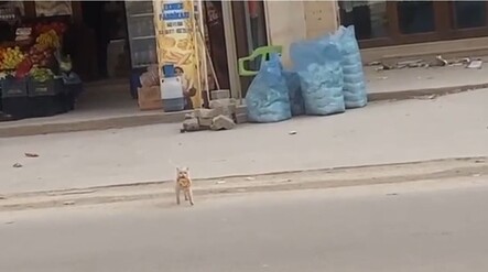 Minik kedi bu sefer kameralara yakalandı! Her gün aynı yaramazlığı yapıyor - Gündem